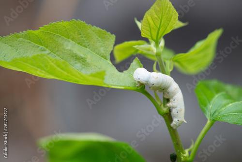 Obraz na plátně silkworm