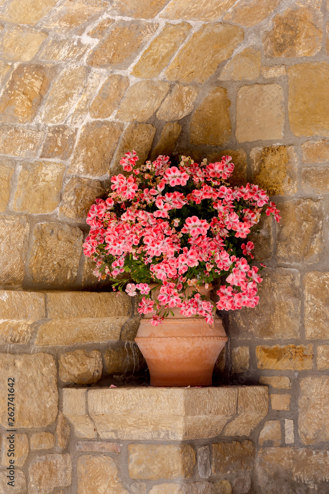 The plant grows in a flowerpot in the park The plant grows in a flowerpot in the park