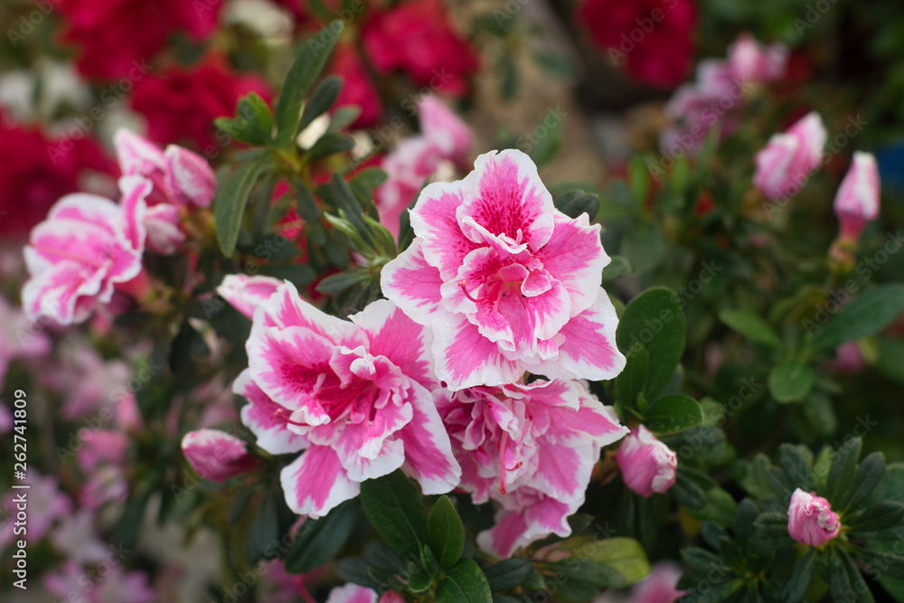 close up of fresh flowers growing in garden at daytime close up of fresh flowers growing in garden at daytime