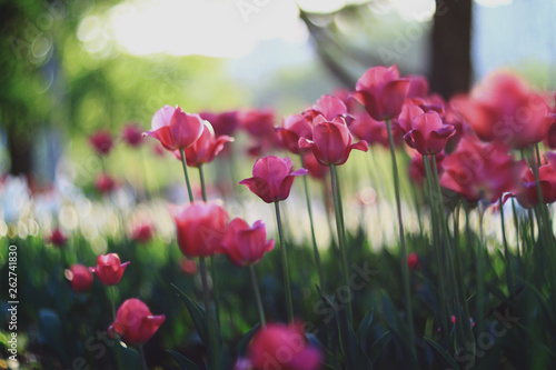 close up of fresh tulip flowers growing in garden at daytime © Irina