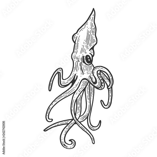 Squid animal sketch engraving vector illustration. Scratch board style imitation. Black and white hand drawn image.