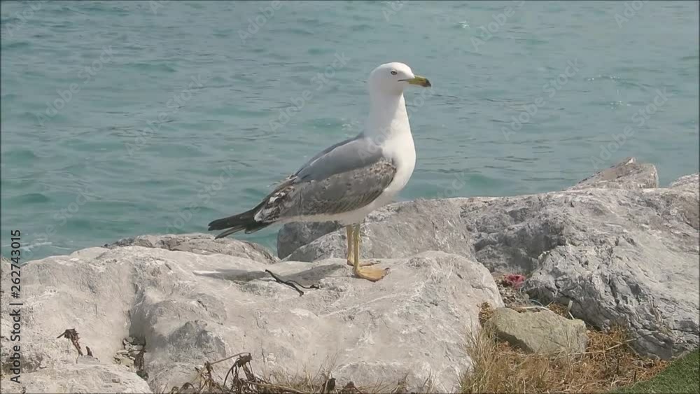 Large seagull walking on rocks on Andalusian sea shore Large seagull walking on rocks on Andalusian sea shore
