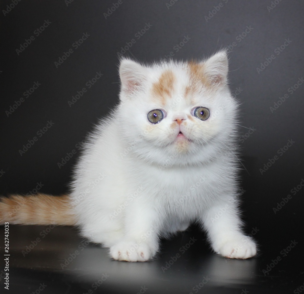 Fototapeta premium cat exotic