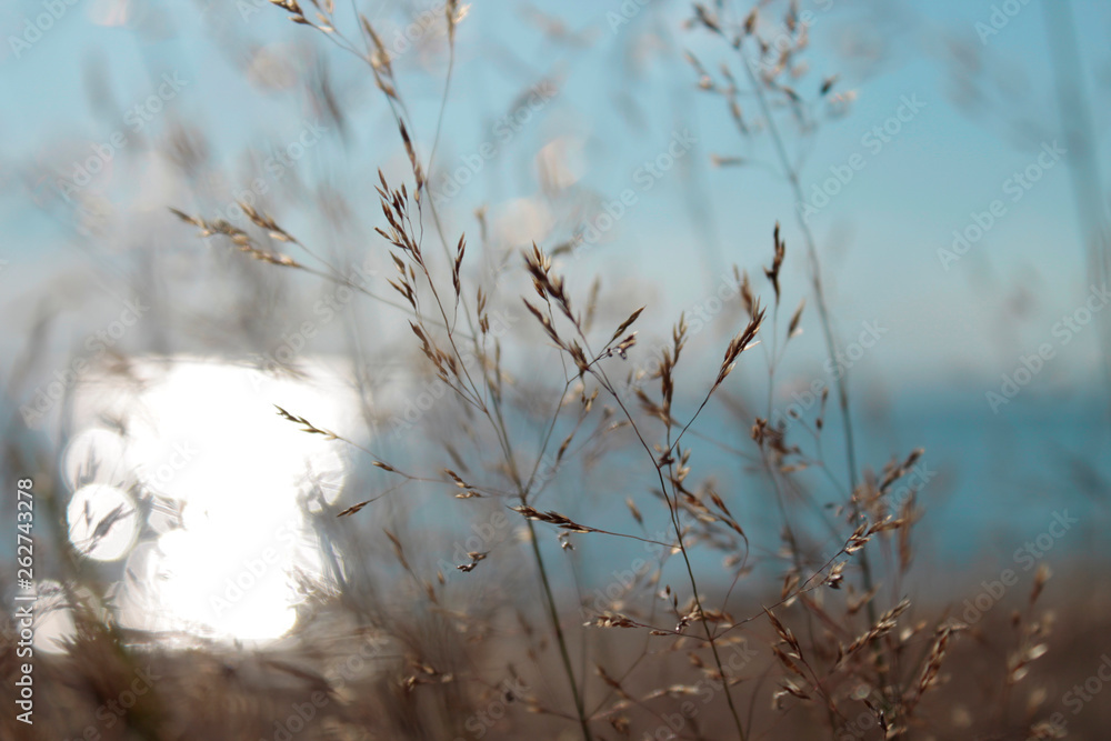 grass in the sun grass in the sun