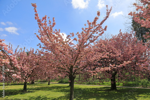 Cherry tree blossom in Parc de Sceaux - Ile de France - Paris region - France