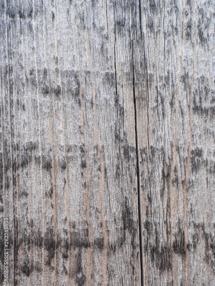 The texture of the fence of the old gray boards at sunset The texture of the fence of the old gray boards at sunset
