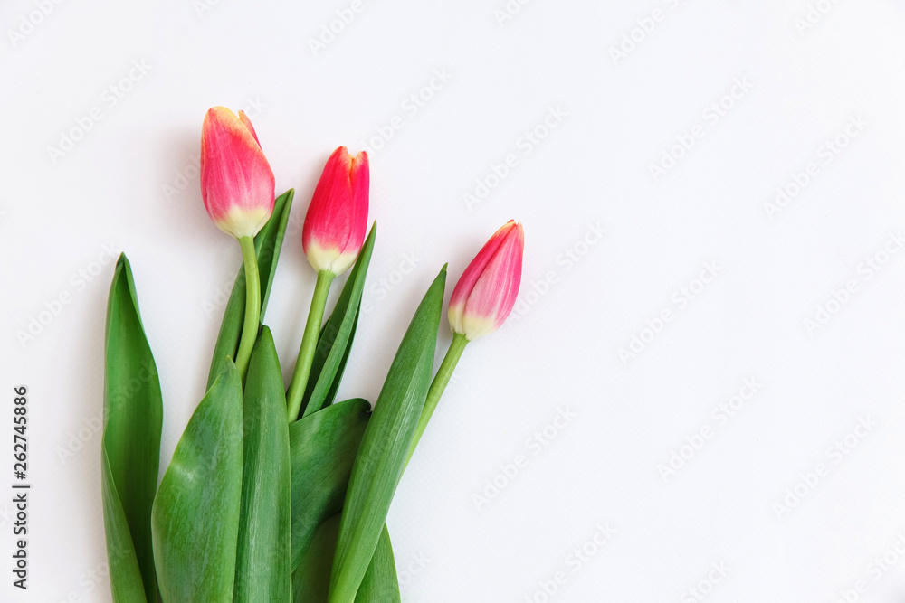 Fototapeta premium Bouquet of colored tulips on a white background. Spring flowers. Colored tulips, Lovely tulip flowers composition. Valentines Day or Mothers day. International Womens Day March 8.
