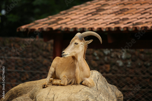 AOUDAD