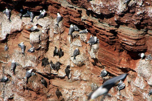 Brooding guillemots and seagulls on Heligoland photo