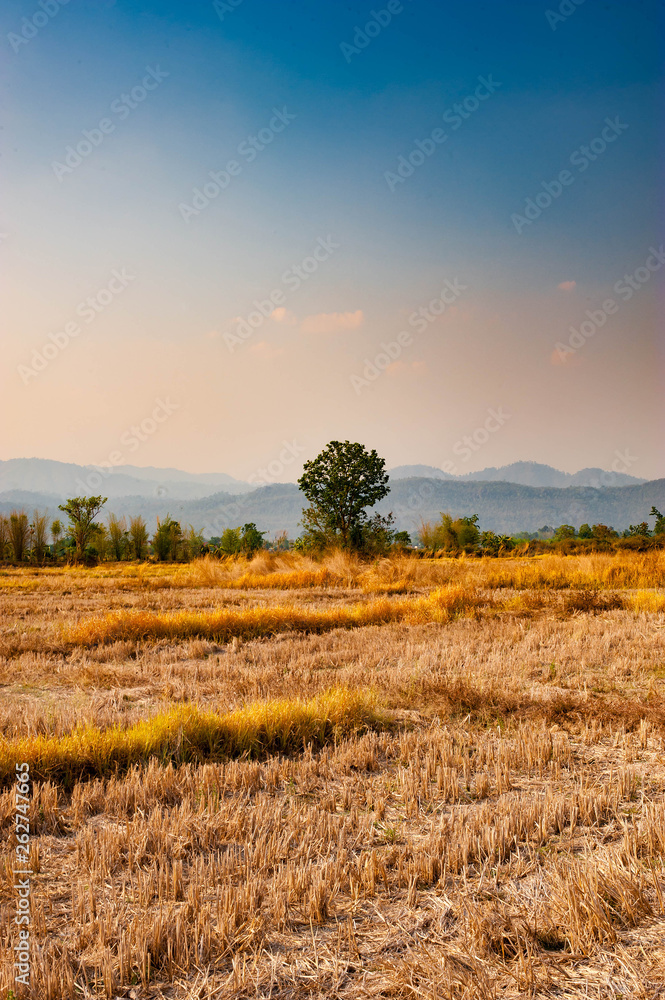 Obraz premium Grassland in summer
