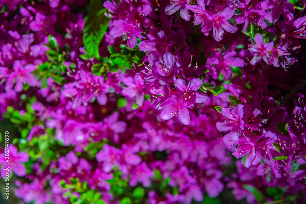 Fototapeta premium Beautiful full bloom colorful Indian Azaleas ( Rhododendron simsii ) flowers in springtime sunny day