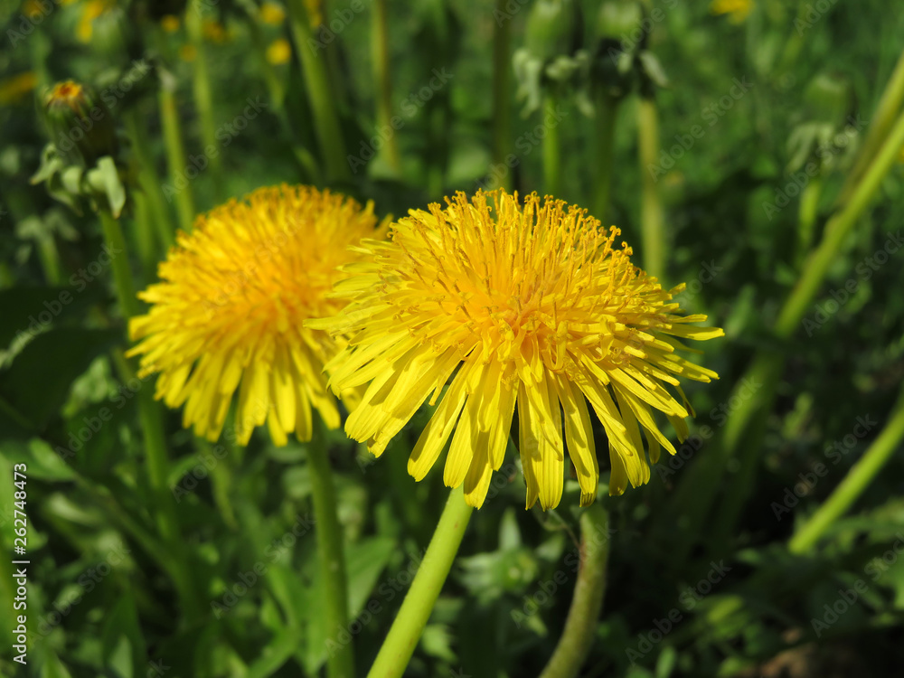 Spring flowers, blooming dandelions on green grass in sunny day. Background for spring season, meadow with wildflowers Spring flowers, blooming dandelions on green grass in sunny day. Background for spring season, meadow with wildflowers
