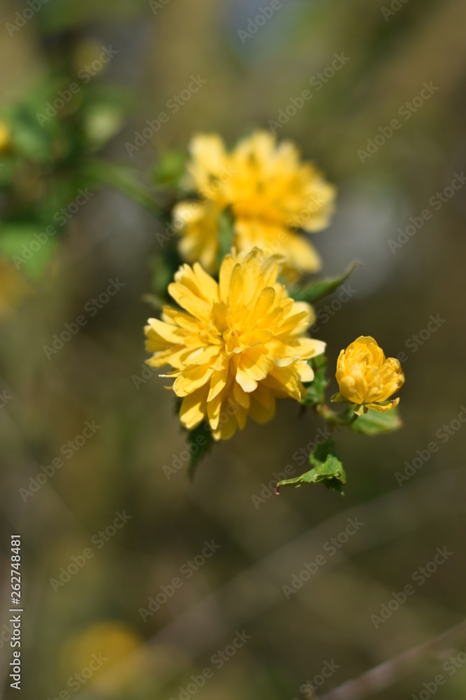 Kerrie-Blüten - blühender Ranunkelstrauch Kerrie-Blüten - blühender Ranunkelstrauch