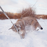 Abordable Eurasian Lynx, portrait in winter field