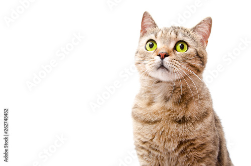 Wallpaper Mural Portrait of a curious cat Scottish Straight  isolated on white background