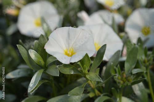 Tableau sur toile Shrubby bindweed