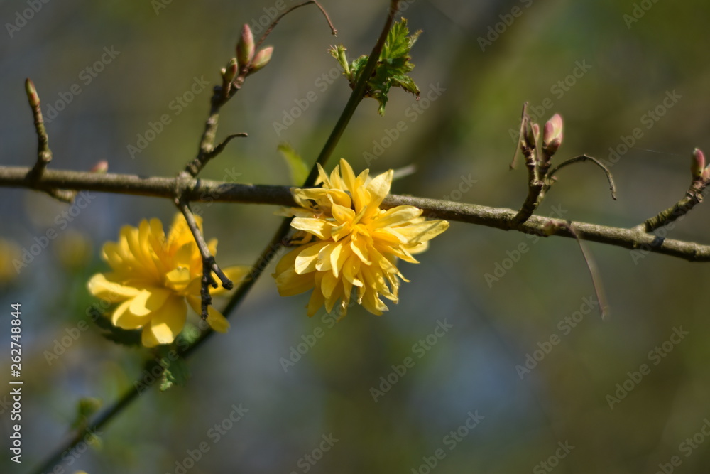 Kerrie-Blüten - blühender Ranunkelstrauch Kerrie-Blüten - blühender Ranunkelstrauch