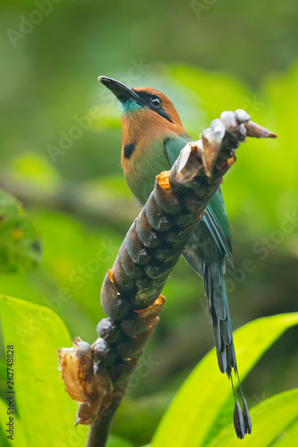 Broad-billed motmot (Electron platyrhynchum) is a species of bird in the family Momotidae. It is found in Bolivia, Brazil, Colombia, Costa Rica, Ecuador, Honduras, Nicaragua, Panama, and Peru.  photo