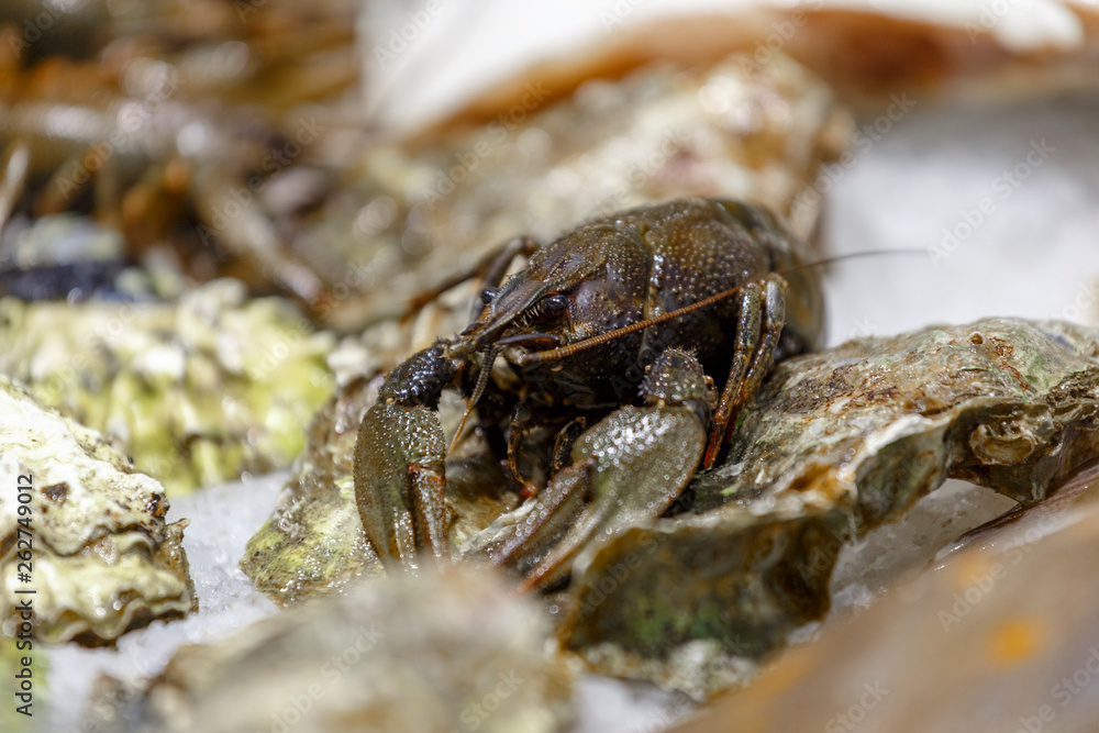 Fresh, live lobster on the counter of ice