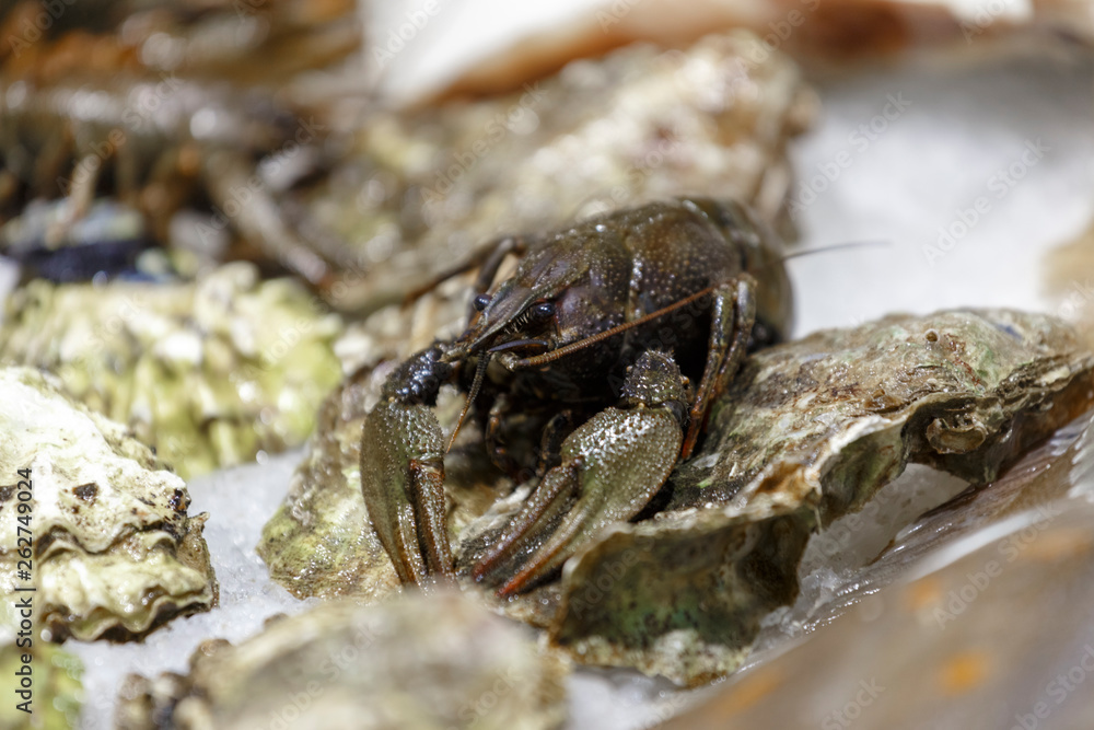 Fresh, live lobster on the counter of ice Fresh, live lobster on the counter of ice