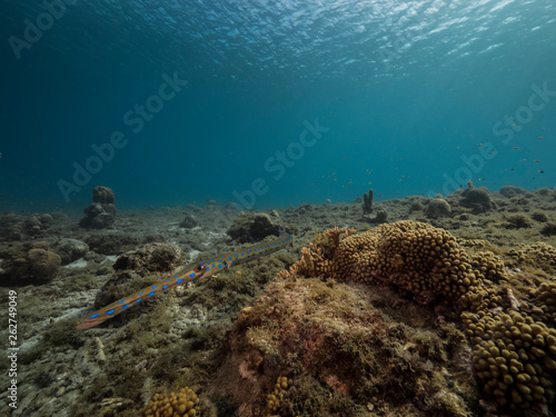 Fototapeta Naklejka Na Ścianę i Meble -  Seascape of coral reef in the Caribbean Sea around Curacao at dive site Playa Piskado with Cornetfish
