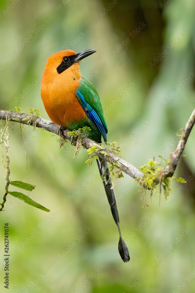Rufous motmot (Baryphthengus martii) is a near-passerine bird which is a resident breeder in rain forests from northeastern Honduras south to western Ecuador, northeastern Bolivia
