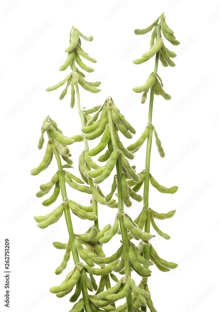 Fresh harvested soybean (edamame) plant isolated on white background Fresh harvested soybean (edamame) plant isolated on white background