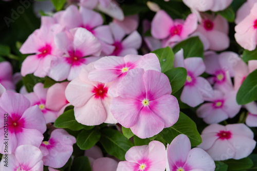 Vinca rosea flowers blossom in the garden  foliage variety of colors flowers  selective focus