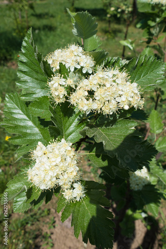 Small white flowers of Sorbus aria in spring