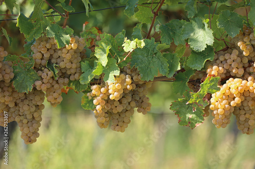 Weiße Weintrauben an einem Rebstock