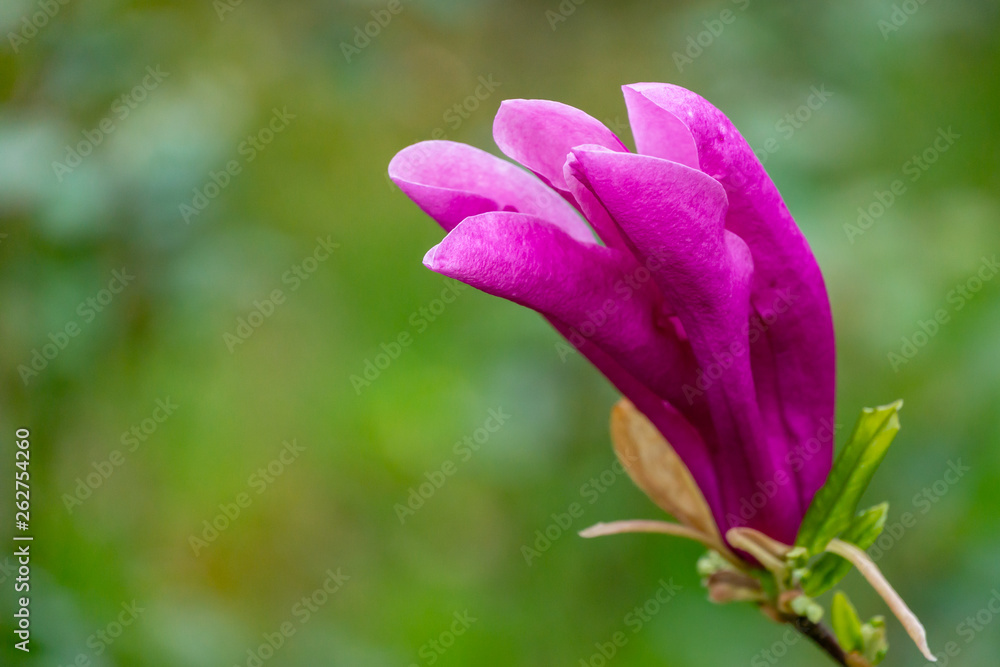Beautiful large pink flower blooming Magnolia Susan (Magnolia liliiflora x Magnolia stellata) in spring garden. Selective focus. Nature concept for design Beautiful large pink flower blooming Magnolia Susan (Magnolia liliiflora x Magnolia stellata) in spring garden. Selective focus. Nature concept for design
