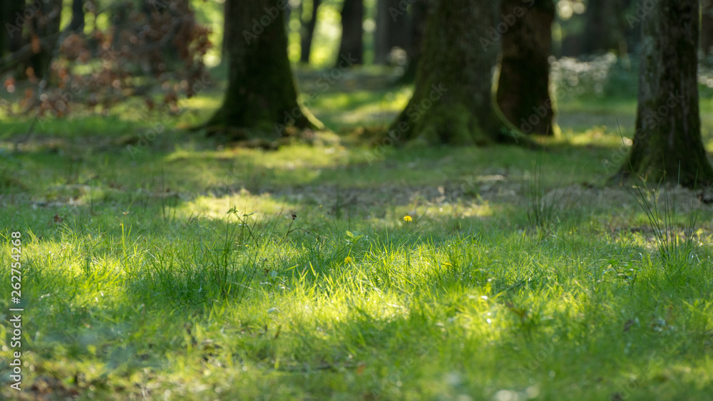 Summer grass hit by light