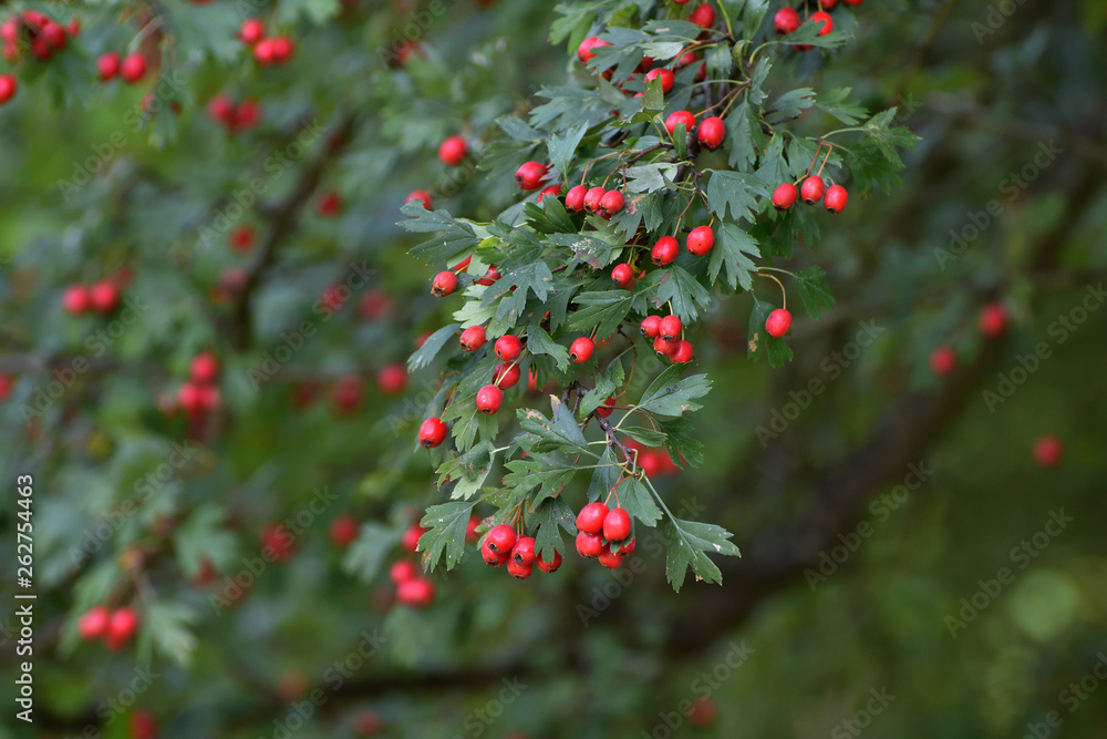 Poisonous red berries