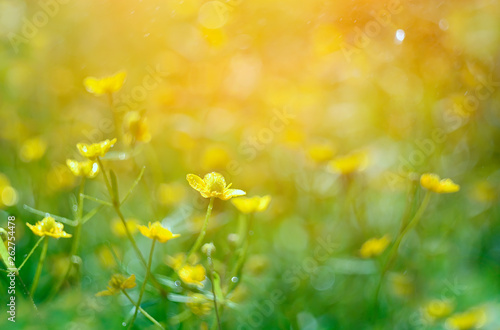 Simple yellow flowers on a spring meadow. Very soft selective focus.