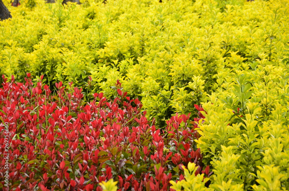 yellow and red buds in the park yellow and red buds in the park