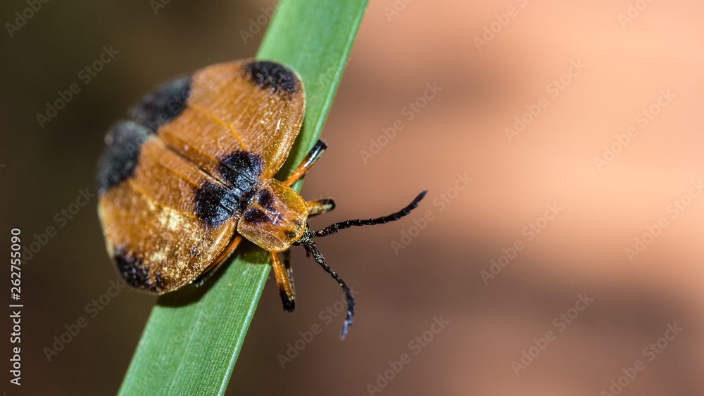 Fototapeta premium beetle on leaf