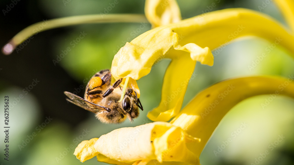 Naklejka premium bee on flower