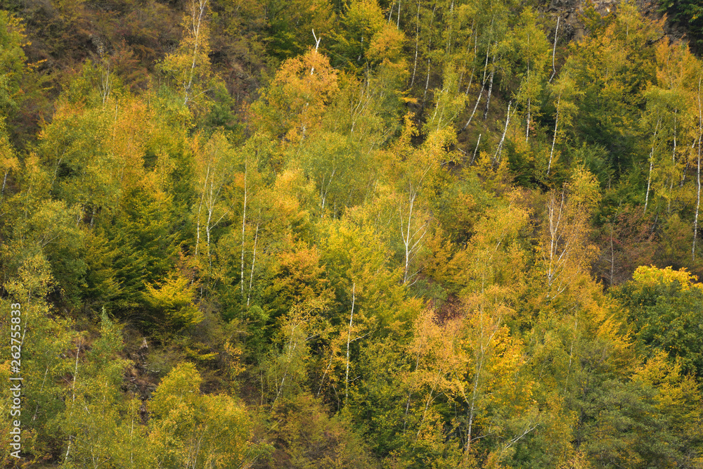 Birch forest in Autumn