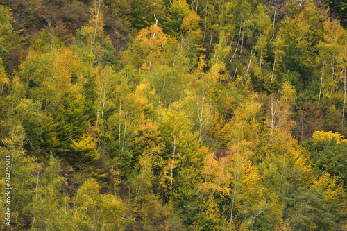 Birch forest in Autumn