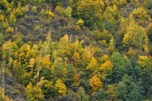 Birch forest in Autumn