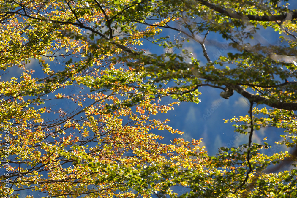 Tree branch in autumn, closeup shot Tree branch in autumn, closeup shot
