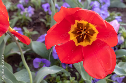 Red Tulip in The Garden