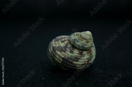 SEA'S SNAIL