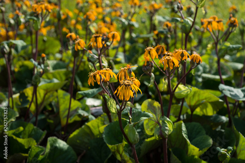 Flowers of Ligularia sibirica in the garden