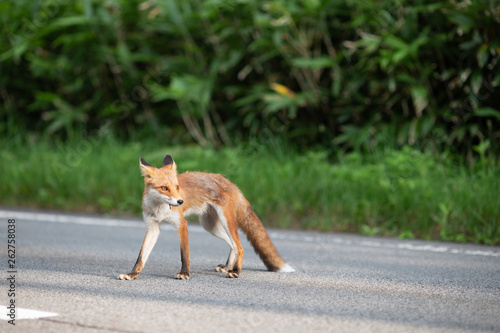 Hokkaido wild fox crossing the road