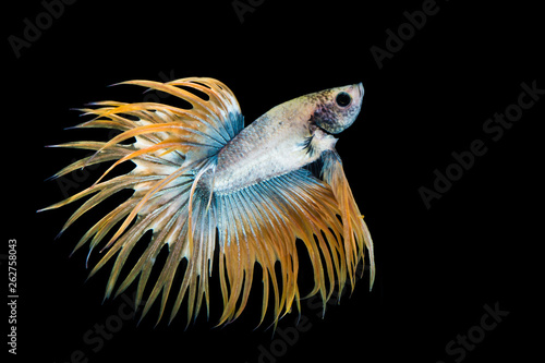Yellow and blue betta fish, siamese fighting fish on black background © YuiYuize