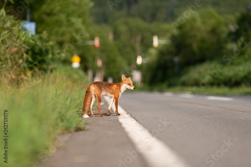 Hokkaido wild fox on the road