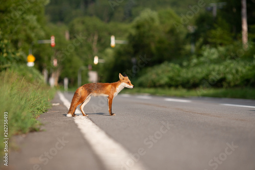 Photography Hokkaido wild fox crossing the road