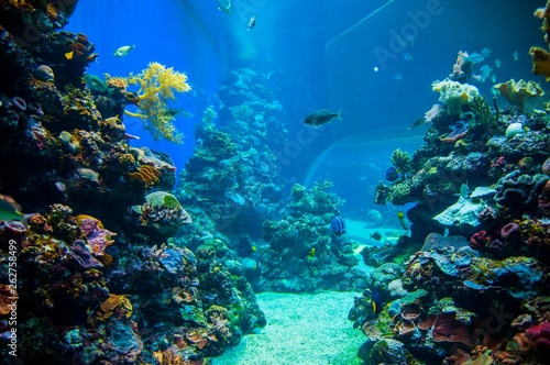 Fototapeta Naklejka Na Ścianę i Meble -  Coral & fishes, Red Sea