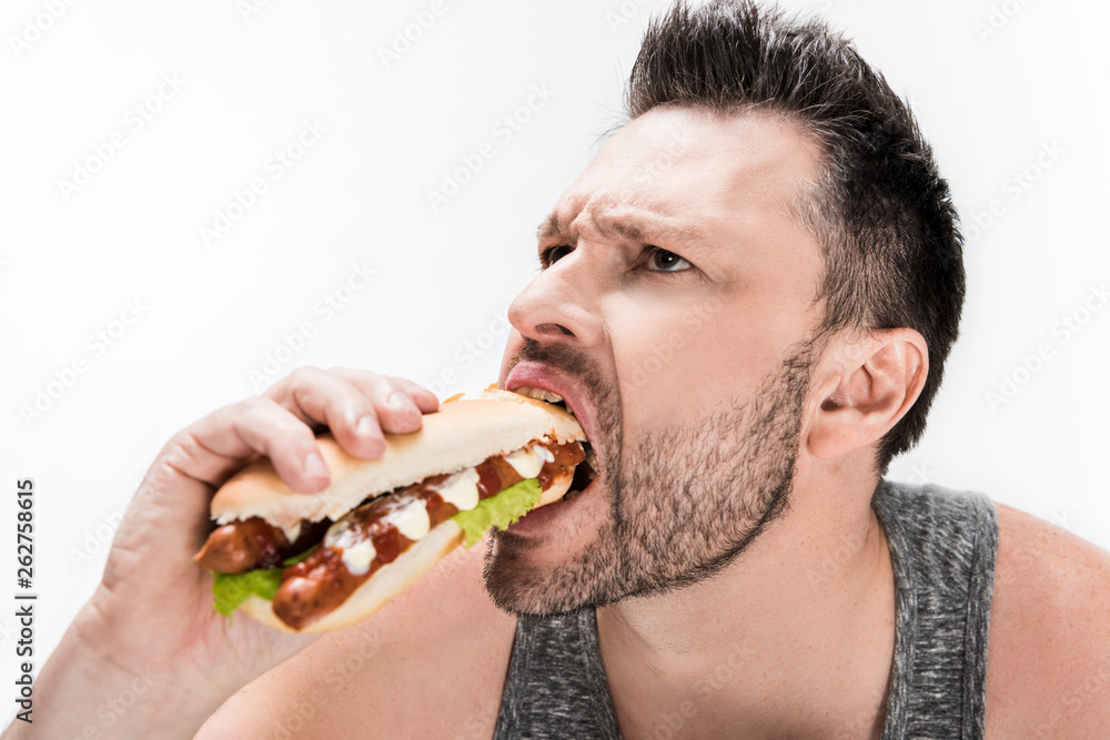 overweight bearded man eating hot dog isolated on white overweight bearded man eating hot dog isolated on white